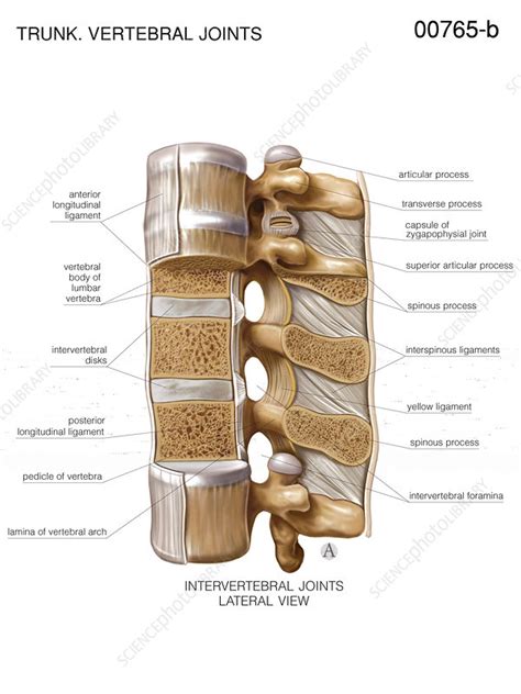 Intervertebral joints, artwork - Stock Image - C021/1193 - Science ...