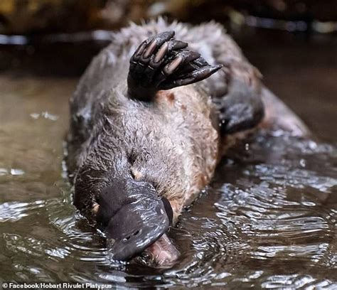 Tragedy As Hobart Platypus Larila Dies After Getting Entangled In Twine