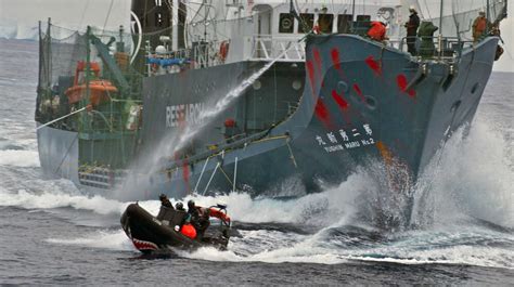 Arrestato Su Mandato Del Giappone Lattivista Che Difende Le Balene