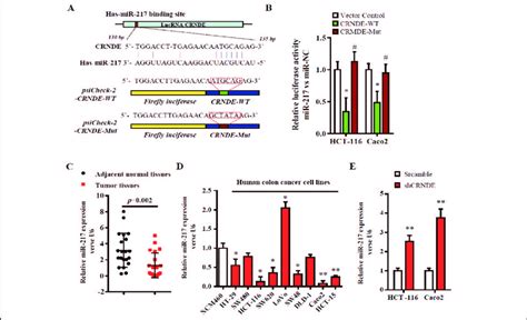 MiR 217 Directly Binds To CRNDE And The Expression Levels Of MiR 217