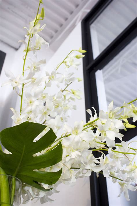 Heavenly White Dendrobium Orchids With A Monstera Leaf In A Modern