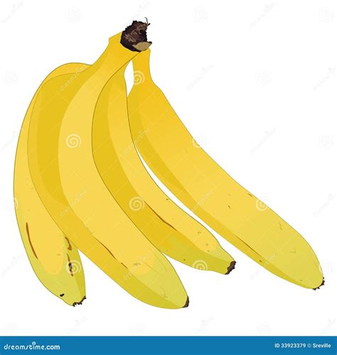 Bunch Of Bananas Stock Vector Illustration Of Edible