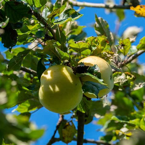 Apfel Grahams Jubiläumsapfel Malus Grahams Jubiläumsapfel Günstig Kaufen