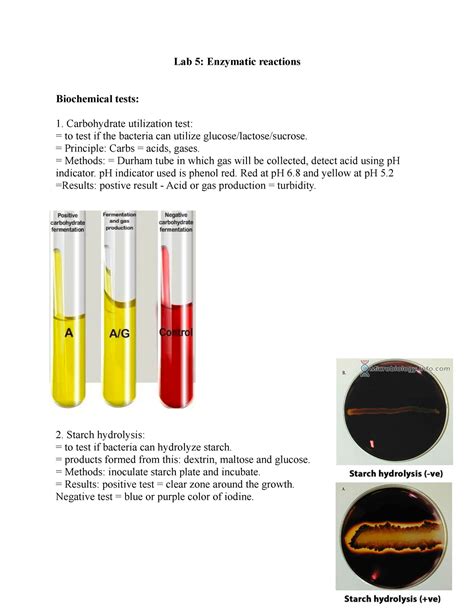 Lab 5 Enzymatic Reactions Lab 5 Enzymatic Reactions Biochemical Tests Carbohydrate