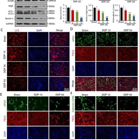 Lnc Meg Silencing Reverse The Impaired Akt Tsc Mtor Mediated Autophagy