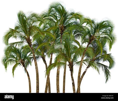 Arbol fondo blanco fotografías e imágenes de alta resolución Alamy