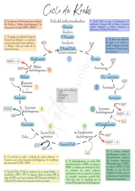 Ciclo De Krebs Anto Apuntes Udocz