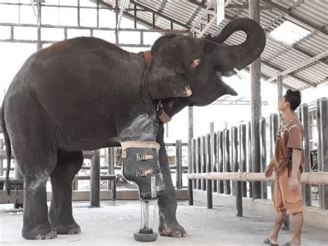 Kebahagiaan Gajah Yang Kakinya Putus Karena Ranjau Akhirnya Dapat Kaki