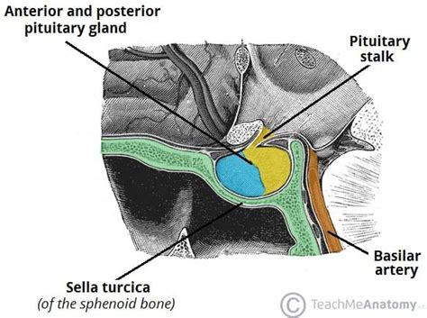 The Pituitary Gland - Structure - Vasculature - TeachMeAnatomy