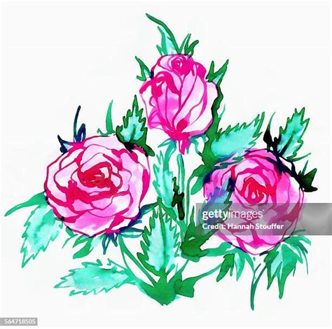 Pink Rose Watercolor Photos And Premium High Res Pictures Getty Images