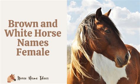 270 Brown and White Horse Names Female (With Meanings) - HorseNameIdeas.com