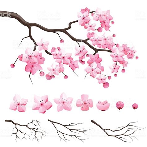 Dessin Sakura Fleur Arbre Rose Simple De Sakura De Cerise D Aquarelle