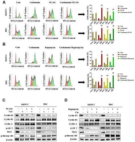 Cardamonin Induces G M Phase Arrest And Apoptosis Through Inhibition