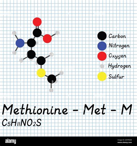 Metionina Met M Amino Cido F Rmula Molecular Y Estructura Qu Mica