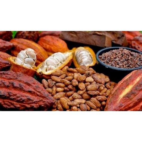 Jual BIJI BENIH BUAH KAKAO COKELAT SIAP SEMAI Shopee Indonesia