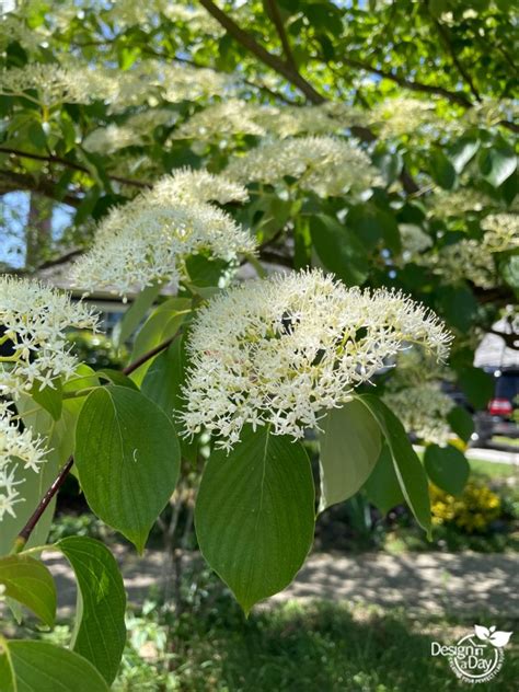 dogwood trees Archives - Landscape Design In A Day