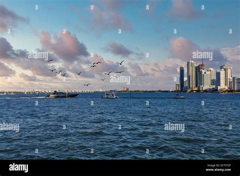 Luxury Yachts In Biscayne Bay Stock Photo Alamy