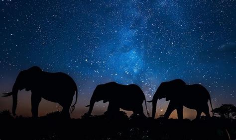 Silhouette Of Elephants Against Starry Night Premium Ai Generated Image