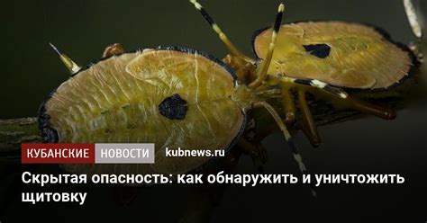Как заметить и избавиться от щитовки, которая высасывает все соки из ...