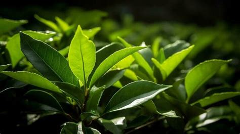 Tea Leaves Pattern Stock Photos, Images and Backgrounds for Free Download