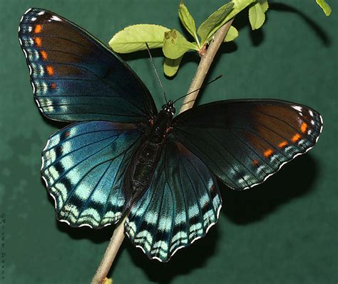 Butterfly Photos Red Spotted Purple Adult Limenitis Arthemis Astyanax