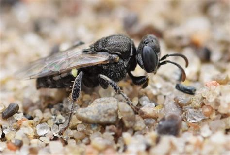 Oxybelus Bipunctatus INaturalist