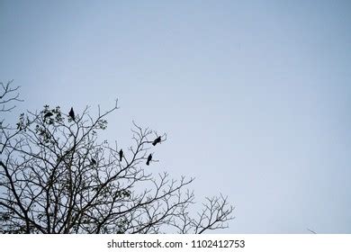 Birds On Naked Branches Stock Photo Shutterstock