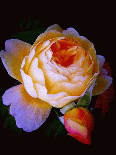 Os Mais Lindos Gifs De Rosas Gifs Eco Br Beautiful Flowers Amazing