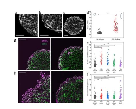 A Actin Immunostaining Of Untreated Mcf 10a Spheroid Shows Surface