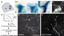 Identification Of Npr As A Spiral Ganglion Axon Branching Gene