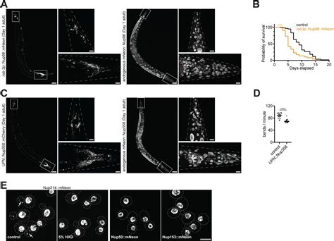 Multiple Mechanisms Prevent Ectopic Condensation Of Fg Nucleoporins In