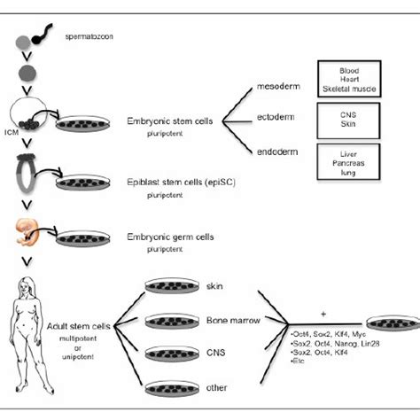 Origin Of Embryonic And Adult Stem Cells Download Scientific Diagram