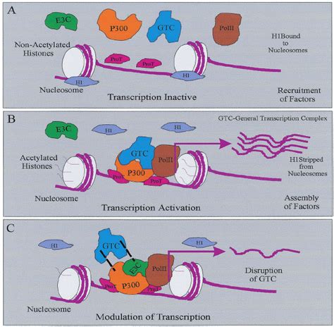 Model Showing Ebna3c Regulation Of Transcription And Hat Activity