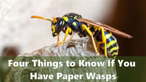 Four Things You Need To Know If You Have Paper Wasps In Your Yard How To Get Rid Of Paper Wasps