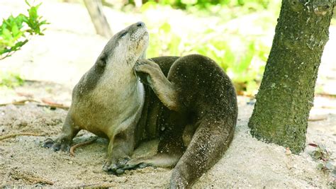 An otter surprise - TODAY
