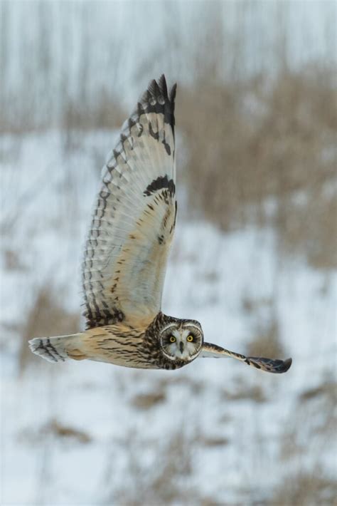 Unraveling The Mystery How Owls Can Twist Their Heads Degrees