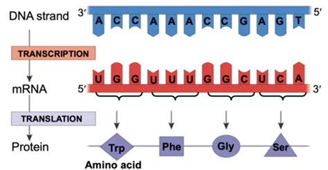 Chapter 17 Transcription Translation Of Rna And Point Mutations Flashcards Quizlet