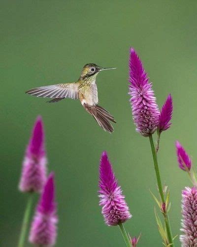 Colibris Hummingbirds Hummingbird Pictures Hummingbird