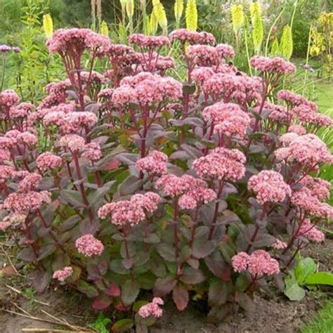 Sedum Matrona – Future Forests