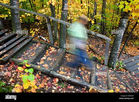 Taking A Walk In The Forest Mont Tremblant National Park Quebec