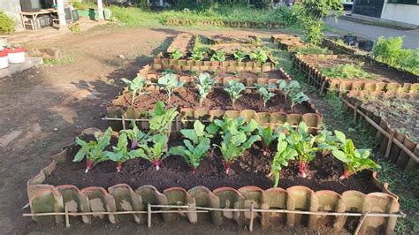 Menanam Sayuran Di Kebun Kecil Di Halaman Rumah Growing Vegetables