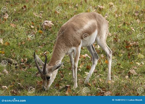 Goitered gazelle stock photo. Image of azella, black - 16481012