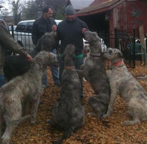 My Favorite Training Day and 14 Irish Wolfhounds | Pak Masters Dog Training of Nashville TN