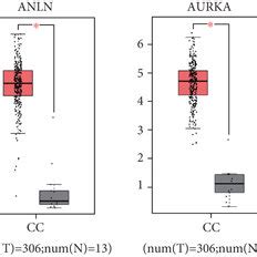 Validation Of The Expression Of Hub Genes In Cc Tissues Via Gepia