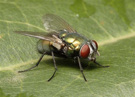 Lucilia Cuprina Wiedemann 1830 Australian Sheep Blowfly