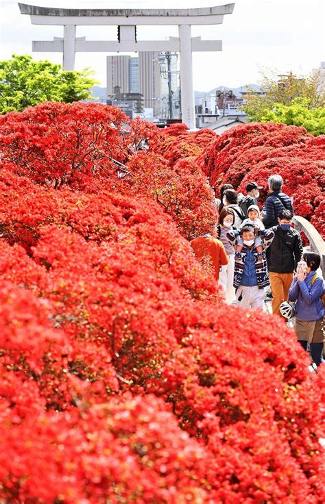 深紅の壁に笑顔こぼれ 京都・長岡天満宮のキリシマツツジ見ごろ 写真特集78 毎日新聞