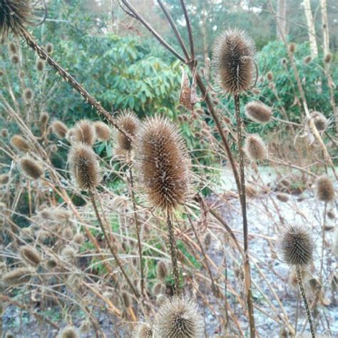 Dipsacus fullonum syn. Dipsacus sylvestris, Common Teasel - uploaded by @danwkb