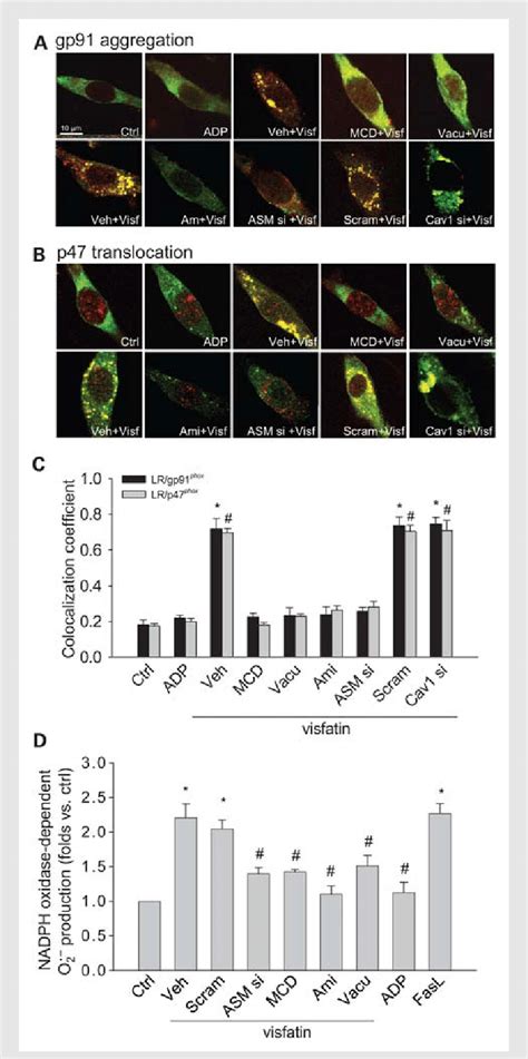 Co Localization Of MRs And Gp91 Phox A Or P47 Phox B Detected By