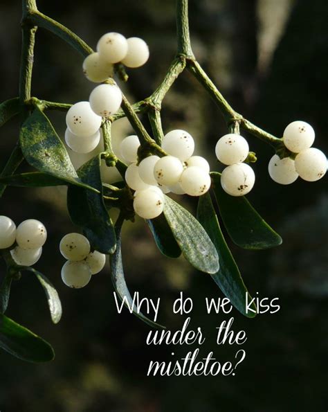 The History Of Mistletoe The Kissing Plant Kissing Balls Sprigs And Love