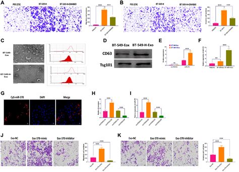 Circrna Circfoxk Facilitates Oncogenesis In Breast Cancer Via Igf Bp